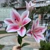 Nueva fábrica de lirios de 3 cabezas con tacto de sol, lirio blanco, decoración suave para bodas, hogar, hotel, flores falsas al por mayor