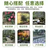 Enrejado para Plantar Pepino en Jardín Exterior, Enrejado para Frijol, Poste de Soporte para Plantas Trepadoras, Tubo de Acero Recubierto de Plástico, Enrejado para Plantas de Enredadera en Azotea