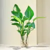 Las Plantas Hidropónicas Ave del Paraíso Son Fáciles de Cultivar y Viven en Todas las Estaciones. Sala de Estar Planta Verde Plantas en Maceta en la Oficina Escritorio Florales Strelitzia Reginae