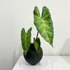 Hoja de planta de simulación Yang con tacto PU brote de primavera hoja de taro verde hoja de cisne jardín de bodas hotel decoración decoración flor artificial