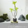 Árvore Africana Artificial Overlord em Vaso Plantas Tropicais Desérticas Verdes Plantas Falsas Ornamentos Decorativos Macios para Vitrine