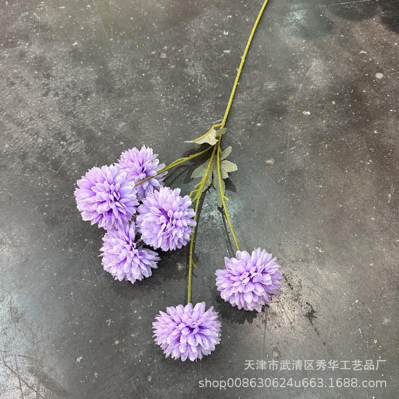 6头球菊紫色