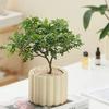 Planta Vaso Árvore do Dinheiro Sala de Estar Interna Fácil de Manter Escritório Hidropônico Planta Verde Pequeno Bonsai Perene Pequena Flor em Vaso