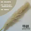 Caña Larga Vietnamita Flor Seca de Yunnan Ramo Decoración Esponjoso Fotografía de Boda Del Suelo al Techo Paisajismo Flor Inmortal Natural