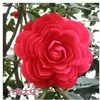 Bonsai de Camélia Cinco Cores Vermelho Dan Camélia Perfumada Concubina Mudas de Camélia com Botões Florais Plantas Floríferas Fáceis de Cultivar em Ambientes Internos Mudas de Árvore de Camélia