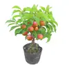 Plántulas de Caqui de Piel Verde de Una Pieza para Envío Directo para Plantar en Macetas de Patio Norte y Sur para Plantar en Todas las Estaciones y Plántulas de Caqui Dulce y Crujiente Injertadas