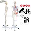 Zhenghe Natural Cuerpo Grande 170CM Hueso Unido Músculo Inicio-parada y Ligamento Modelo de Esqueleto Espécimen Modelo Médico