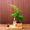 Plantas de Espárragos en Maceta Plantas Verdes de Interior para Oficina Plántulas Bonsái Bambú Nube Enano Tangshan Flor de Viento Maceta Plantas Pequeñas en Maceta