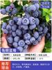 Dropshipping de plántulas de arándanos, plántulas de arándanos, plántulas de frutos grandes en macetas, plántulas de plantación norte y sur, verde ojo de conejo.
