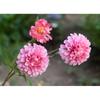 Flor simulada fragrância escura calêndula flor falsa única bola grande crisântemo flor de seda arranjo de flores de casamento cartão quente transfronteiriço flor falsa