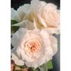 Kono Caixa de Joias/Névoa Azul Broto de Rosa de Salão Arbusto Flores de Jardim de Pátio Fragrantes Multissazonal