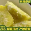 Auténtica Batata Dulce de Castaña Corazón Amarillo Frescamente Desenterrada de Chaozhou, Fragante y Suave, Alimento Verde, Castaña Cultivada en Granja, Huevo, Batata y Melón