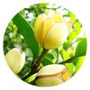Suministro directo de fábrica plántula en maceta de flor sonriente patio balcón flores de interior sabor Luzhou plantas para admirar flores flores de interior