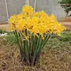 Bulbos de lirio de los valles, Plantas de amarilis en maceta, Semillas de licina, bulbos grandes, flores de balcón, florecen en todas las estaciones
