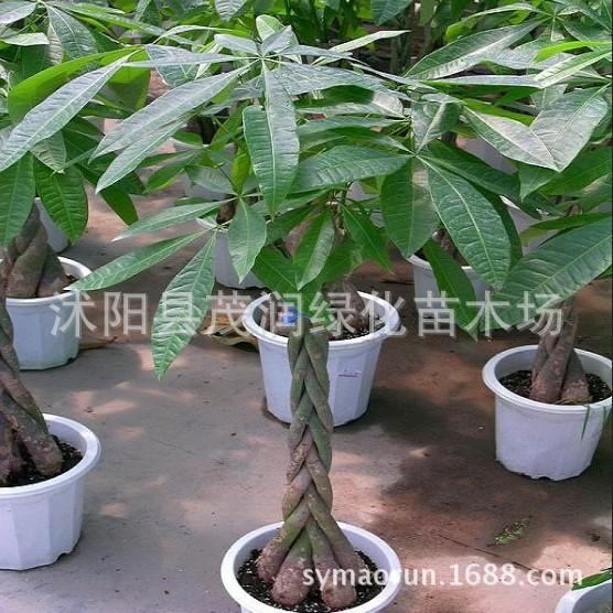 发财树05
