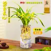 Plántulas de Orquídeas, Orquídeas, Orquídeas Rojas, Flores Fáciles de Cultivar en Todas las Estaciones, Brotes de Verano, Plantas Fragantes de Interior para Sala de Estar, Florales y Plantas Verdes, Plantas en Maceta