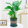 Plantas Grandes e Modernas para Interior, Strelitzia Reginae, Plantas Verdes Grandes em Vasos para Sala de Estar e Escritório
