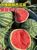 8424 Plántulas de Sandía Injertadas con Sandía Grande Kirin, Semillas en Maceta, Plántulas de Frutas y Verduras, Plántulas de Sandía Sin Semillas del Sur