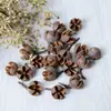 Materiais de Flores Secas Galhos Bolotas Pinhas Algodão Vagens de Lótus Jardim de Infância Artesanato Velas Aromáticas Fatias Decoração Adereços para Fotos