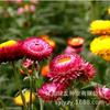 Sementes de Centáurea Perene no Atacado de Várias Regiões, Sementes de Dianthus Multicolores, Flores Medicinais, Flores de Trigo Gigantes, Sementes para Jardinagem