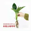 Planta de Ave del Paraíso Hidropónica en Maceta para Escritorio, Estilo Nórdico, Planta de Interior Perenne, Hojas Grandes, Cultivada en Agua, Tolera la Sombra, para Sala de Estar