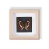 Especímenes de Mariposas Reales Raros y Preciosos (Mariposa Pavo Real) en un Marco, Decoración Moderna de Madera para el Hogar, Decoración Creativa de Mesa