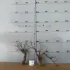 Tocones de Árbol Muerto Ramas Modelo Microscópico Escena Fabricación Suministros para Mascotas Base de Figura Embellecimiento de Fondo Decoración Obstáculo