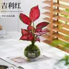 Planta verde de bola de musgo para escritorio interior, hidropónica, plantas pequeñas en maceta, fácil de cuidar, micro paisajismo inspirado en Zen para decoración de mesa de café
