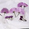 Ramas dobles de sakura, flores secas, pétalos de flores prensadas, marcapáginas de flores reales, especímenes de plantas, marcos de fotos, velas, materiales para flores prensadas DIY
