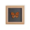 Set de Regalo con Espécimen de Mariposa Real, Mariposa Cola de Golondrina de Ojos Azules, Decoración 3D para Mujer, Regalo para Amigos, Materiales Didácticos, Marco de Fotos