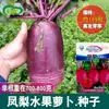 Semillas de Rábano Fruta Piña Yonghong Campo Agrícola Huerto Híbrido Piel Morada Pulpa Morada Fruta Crujiente Rábano Dulce Semillas de Verdura