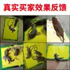 Placa Armadilha para Ratos Adesivo para Ratos Adesivo Forte para Capturar Ratos Placa para Ratos Ferramenta Doméstica para Controle de Roedores Adesivo de Armadilha Grande para Ratos Fábrica