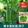 Semillas de Okra, Huertos Familiares Se Pueden Cultivar en Maceta, Cálido, Fruta Grande, Semillas de Verdura Okra Verde Fragante