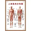 Diagrama de Estructura del Cuerpo Humano Diagrama de Distribución Anatomía Muscular Hospital Gran Gráfico de Pared Diagrama Periódico