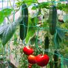 Rede de treliça para plantas trepadeiras rede de plantio maracujá vegetal pepino trepadeira treliça suporte rede borda de travamento reforçada rede anti-desabamento
