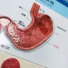 Pizarra médica de escritura a mano al por mayor pizarra blanca médica tablero de exhibición de anatomía humana médica se puede borrar repetidamente para hacerlo cóncavo y convexo