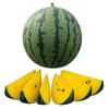 Plántulas de sandía injertadas 8424 Kirin Black Beauty Yellow Heart, sin semillas, plántulas de melón, plántulas de sandía pequeñas en macetas grandes del sur.