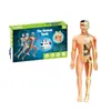 Ventas Directas de Fábrica Modelo del Cuerpo Humano Juguetes para Niños Ciencia Cognitiva Stem Rompecabezas Educativo Ensamblaje de Órganos Estructura Ósea del Esqueleto