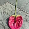 Palma Blanca Simulada Alta Imitación Tacto Grulla de Fuego Tacto 3D Palma Roja Pequeña Boda Flor Artificial Suave Decoración Hogar Flor Falsa Venta al por Mayor