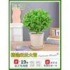 Planta en Maceta Flor de Milán, Planta de Interior con Flores y Capullos, Planta Verde Repelente de Mosquitos, Bonsái de Tocón Viejo, Planta de Floración Cuatro Estaciones, Fragante y Fácil de Cuidar