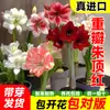 Plantas de amarílis importadas em vaso, bulbos de amarílis de flor dupla, disponíveis em várias cores, fáceis de cuidar, adequadas para cultivo interno e florescerão no mesmo ano.
