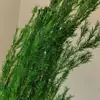 Flores eternas verdes, atmósfera de primavera, decoración del hogar, ramos para tiendas, decoración de ropa de mujer, materiales de flores secas, arreglos florales de recepción, ramas para escenas