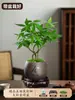 Árvore da Fortuna Planta Verde em Vaso Planta Hidropônica Bola de Musgo Decorativa de Mesa de Escritório Interno Mesa de Chá Perene o Ano Todo