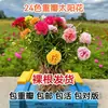 Mudas de Onze-horas de pétalas duplas com botões de flores enviadas em cores mistas, sistema radicular completo, florescem na varanda e no pátio, planta de vaso