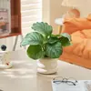 Plantas Verdes en Maceta, Calathea Manzana Verde, Plantas Hidropónicas, Purificación del Aire Interior, Plantas de Bambú para Escritorios de Oficina, Fáciles de Mantener Todo el Año