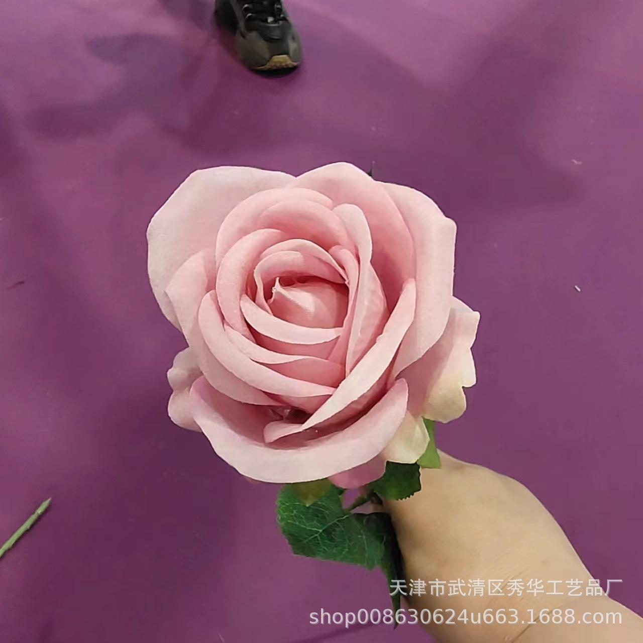 杨玉刚玫瑰过度粉