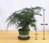 Plantas de Espárragos en Maceta Plantas Verdes de Interior para Oficina Plántulas Bonsái Bambú Nube Enano Tangshan Flor de Viento Maceta Plantas Pequeñas en Maceta