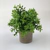 Ramo de plantas verdes amazónicas en maceta para el hogar, habitación, porche suave, adornos transfronterizos, pequeñas macetas, fábrica al por mayor