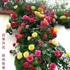 Plántulas de Flores de Rosa sin Espinas, Enredaderas Trepadoras, Plántulas de Flores de Tocón Viejo de Cuatro Estaciones, Plantas de Rosas Trepadoras, Plantas de Maceta para Jardín, Resistentes al Frío y al Calor