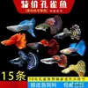 Peixe Guppy, Peixe Tropical, Peixe Ornamental Pequeno, Reprodução, Fêmeas Grávidas, Prontas para Dar à Luz, Fácil de Criar, Resistente e de Vida Longa, Guppies